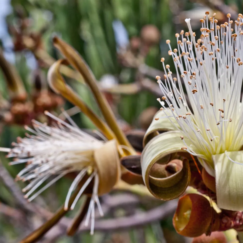 Blumen und Kakteen in Gran Canaria