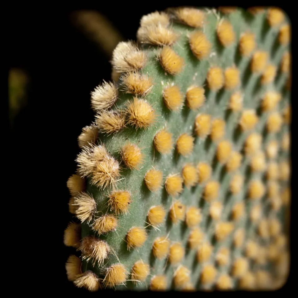 Kaktus Fotografie Gran Canaria