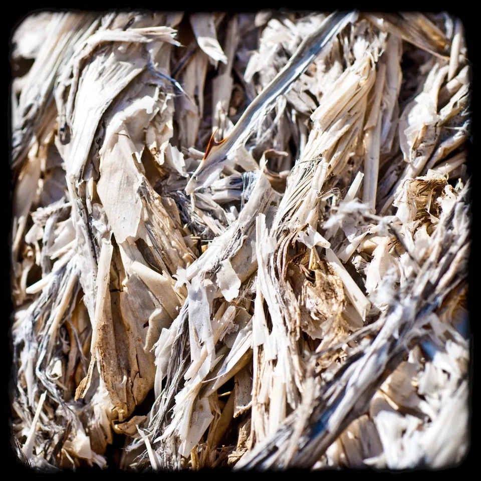 Makro Kaktus