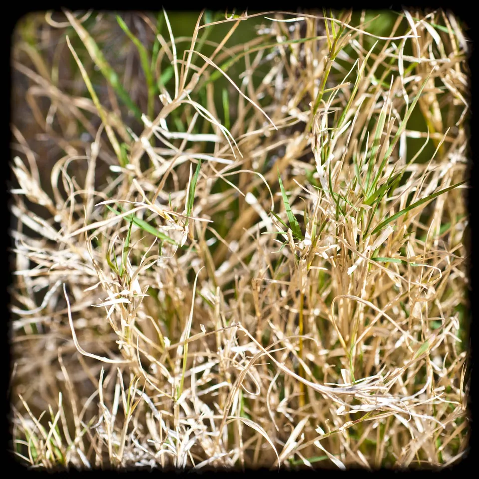 gran-canaria-makros-kaktus-25