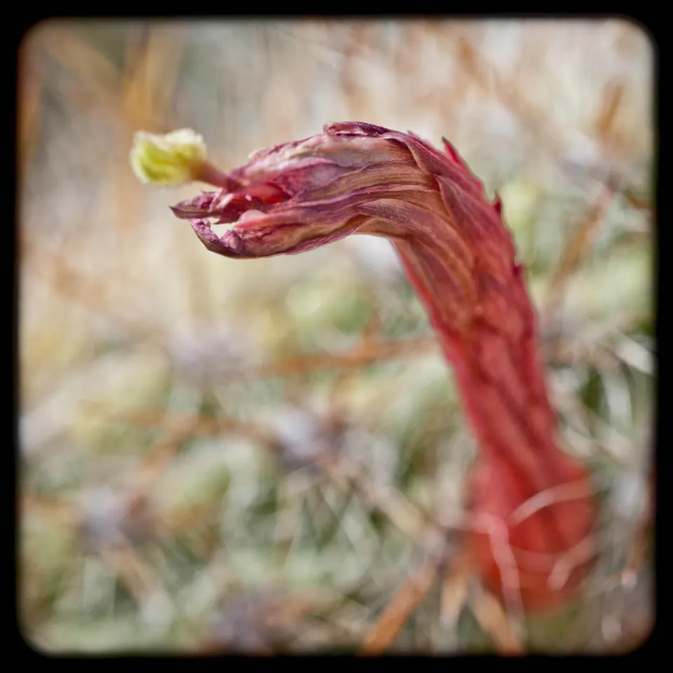 gran-canaria-makros-kaktus-27