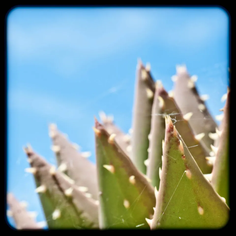 gran-canaria-makros-kaktus-29