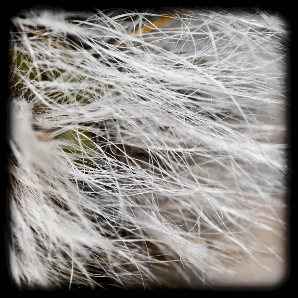 gran-canaria-makros-kaktus-3