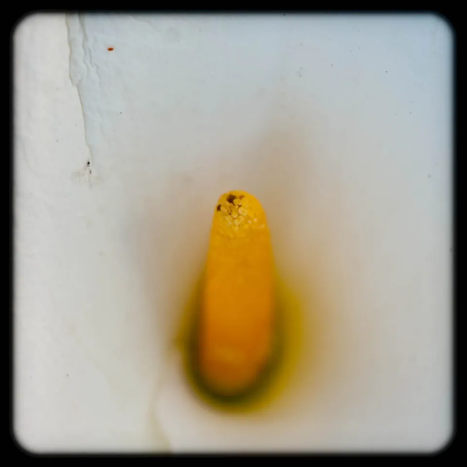Blume Makro