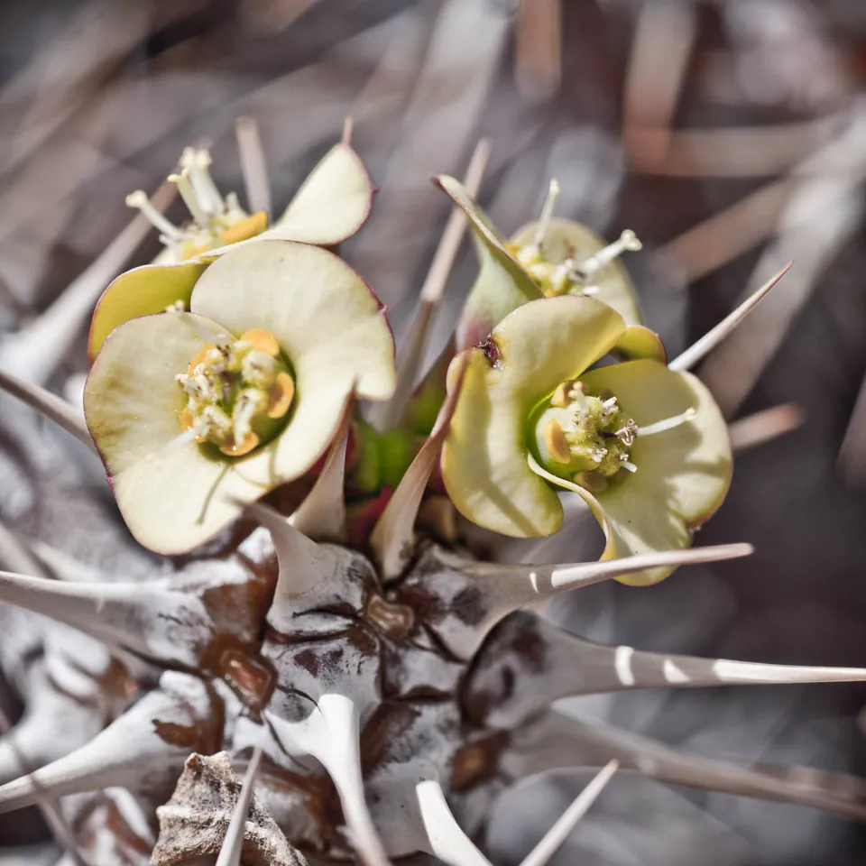 gran-canaria-makros-kaktus-5