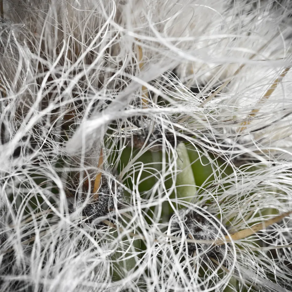 gran-canaria-makros-kaktus-8